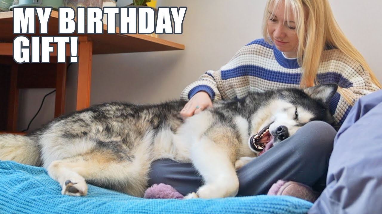 Chatty Husky Is TERRIBLE At Giving Gifts! Wants It Back!