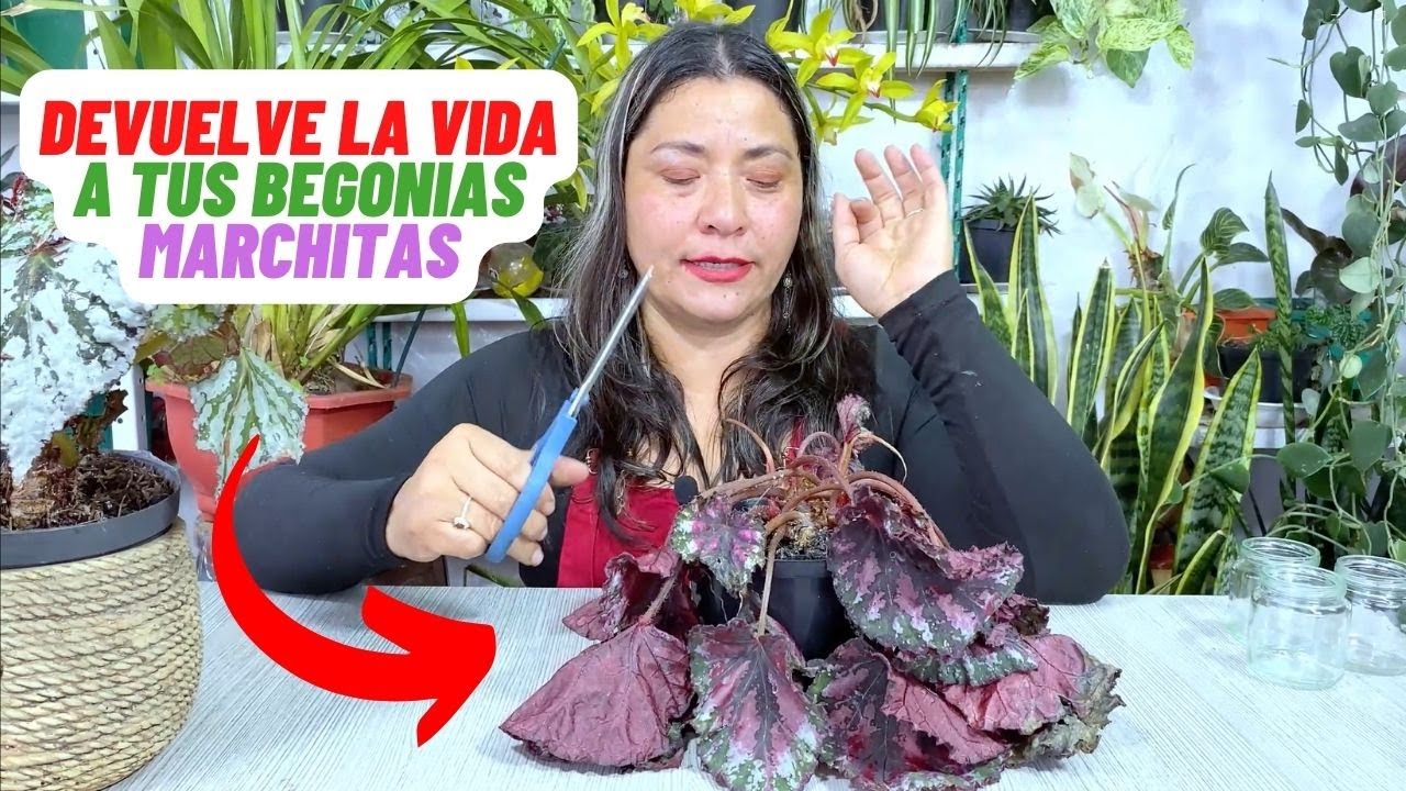 Truco M&aacute;gico para Resucitar Begonias Marchitas #jardin #plantas