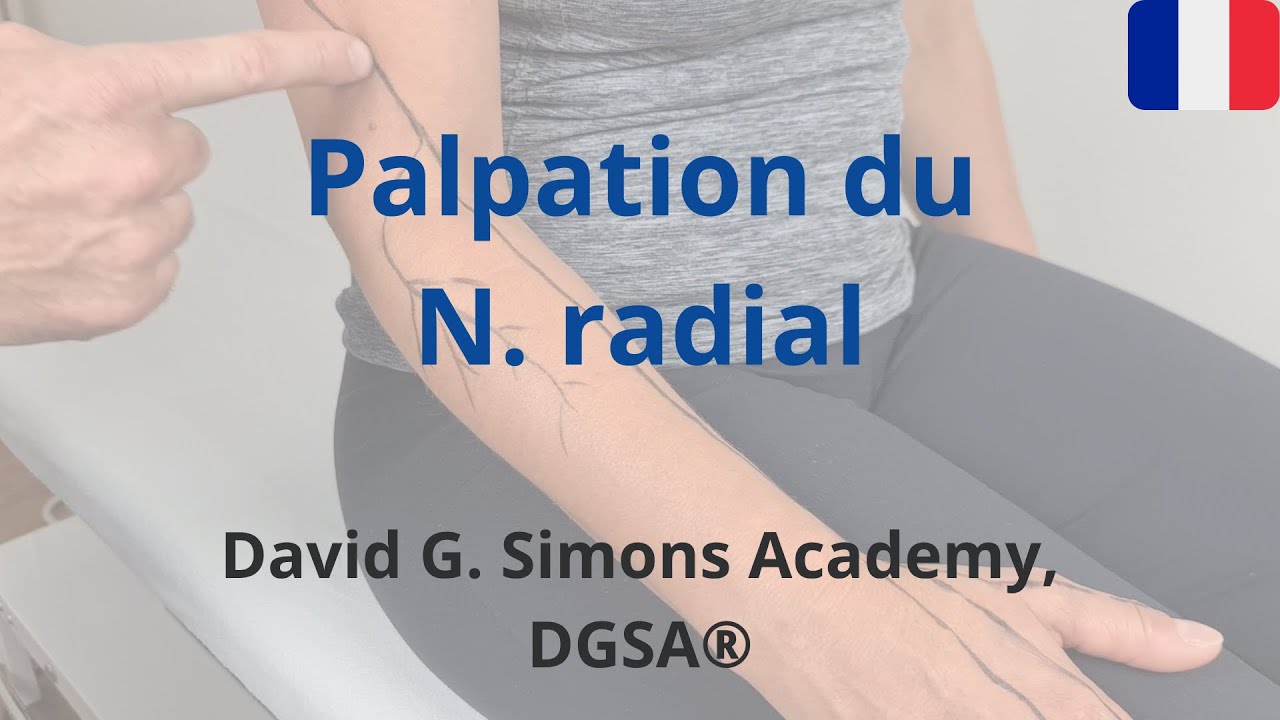 Palpation du N. radial