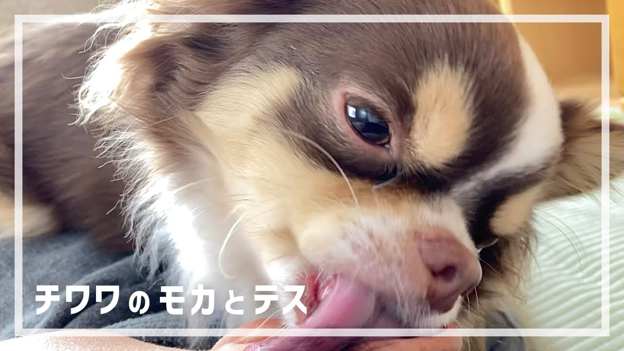 【ペロペロ攻撃】顔を舐め回しまくるチワワ犬 / しつこいけどかわいい😂