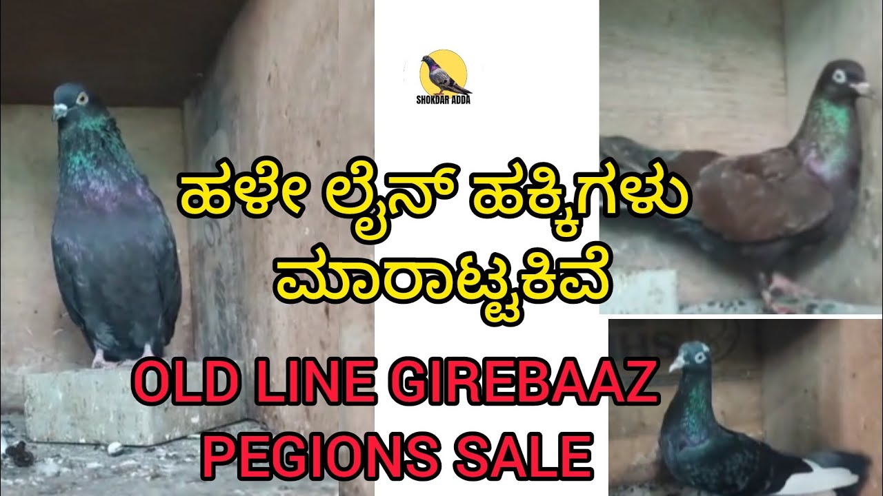 💥ಹಳೇ ಲೈನ್ ಹಕ್ಕಿಗಳು ಮಾರಾಟ್ಟಕಿವೆ | OLD LINE GIREBAAZ PEGIONS SALE | LOC : JALAHALLI CROSS , BENGALURU 