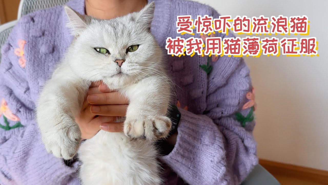 受惊吓的流浪猫，被我用猫薄荷征服了！