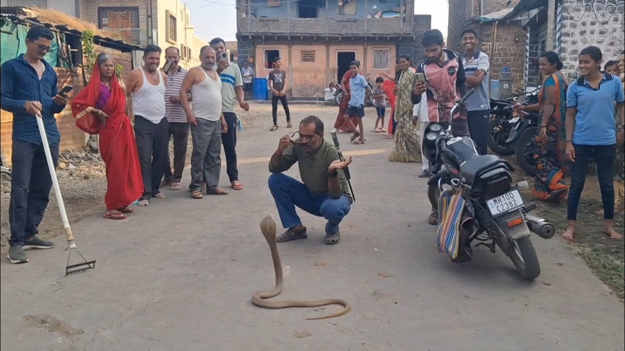भारतीय नाग भला मोठा कुंडलापुर गावात पहा! पाहताच हात-पाय गळातील