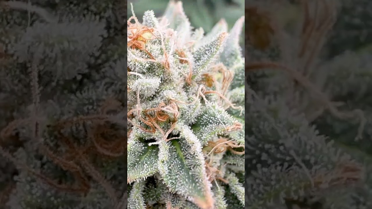 Week 7 of flower #acinfinity #flower
