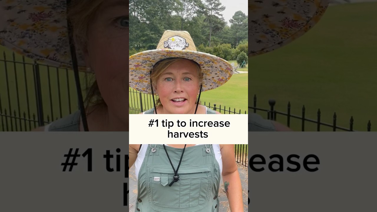 Increase your harvest with this tip! #harvest #harvesting #gardening #gardentips