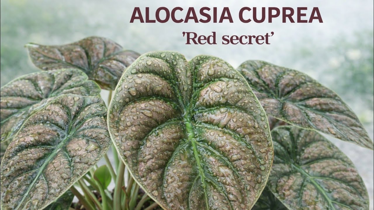 Alocasia cuprea ‘Red Secret’: el misterio metálico y sus cuidados secretos 🌿