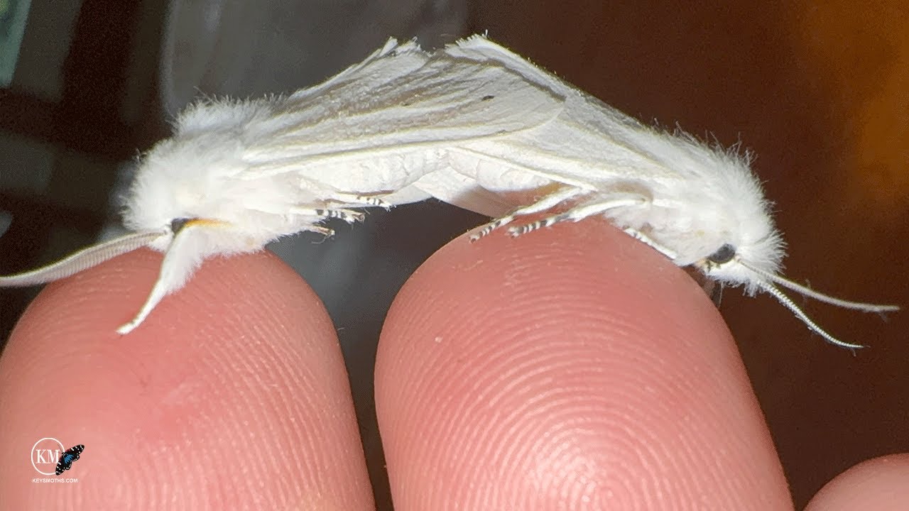 100'S OF WHITE TIGER MOTHS EMERGE FROM COCOONS