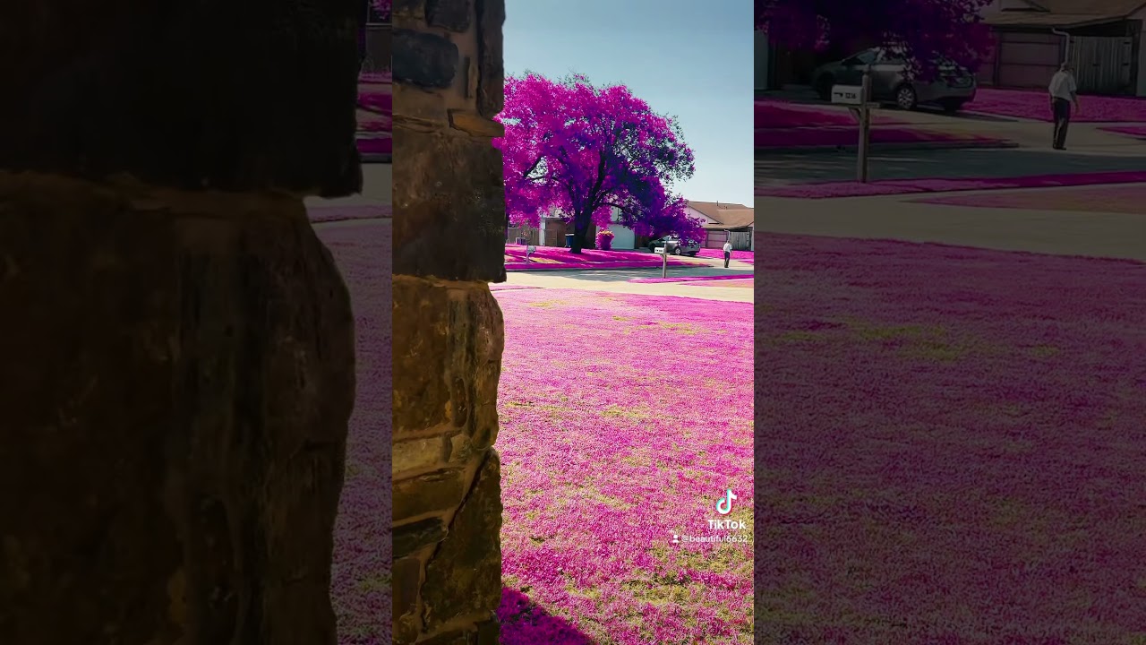 #pinkoutside #niceweather #pinkgrass #pinktrees #pink