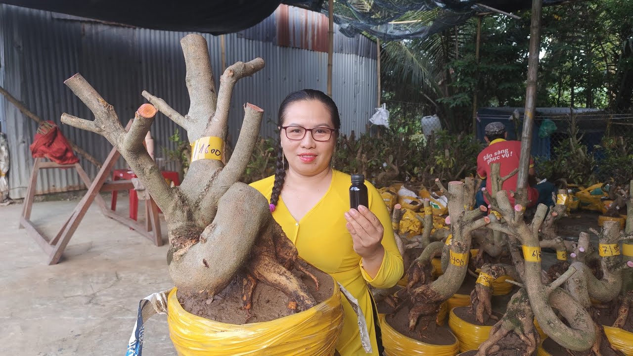 20/3. Dung.0383519488.Gl lô mai vàng Giáng lắc giá yêu thương em Dung kính mời 