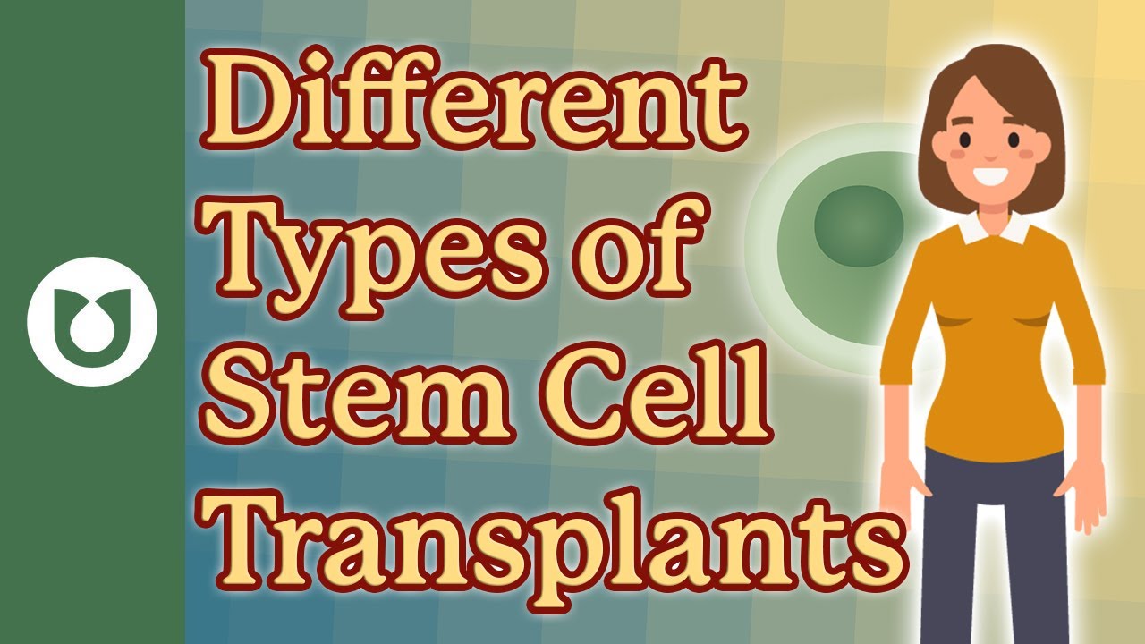 What are the different types of stem cell transplants?