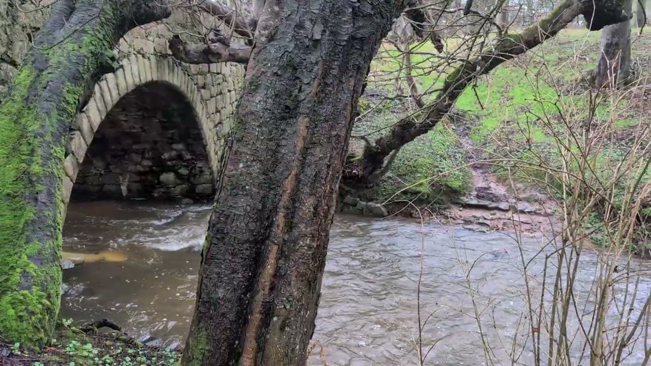 The burn in the woods 