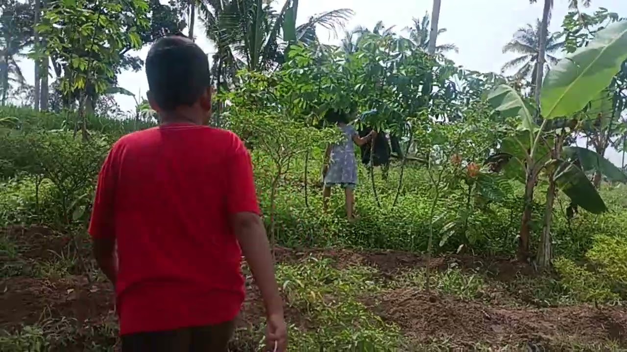 main di pinggir sawah yang hijau Fatih dan qila