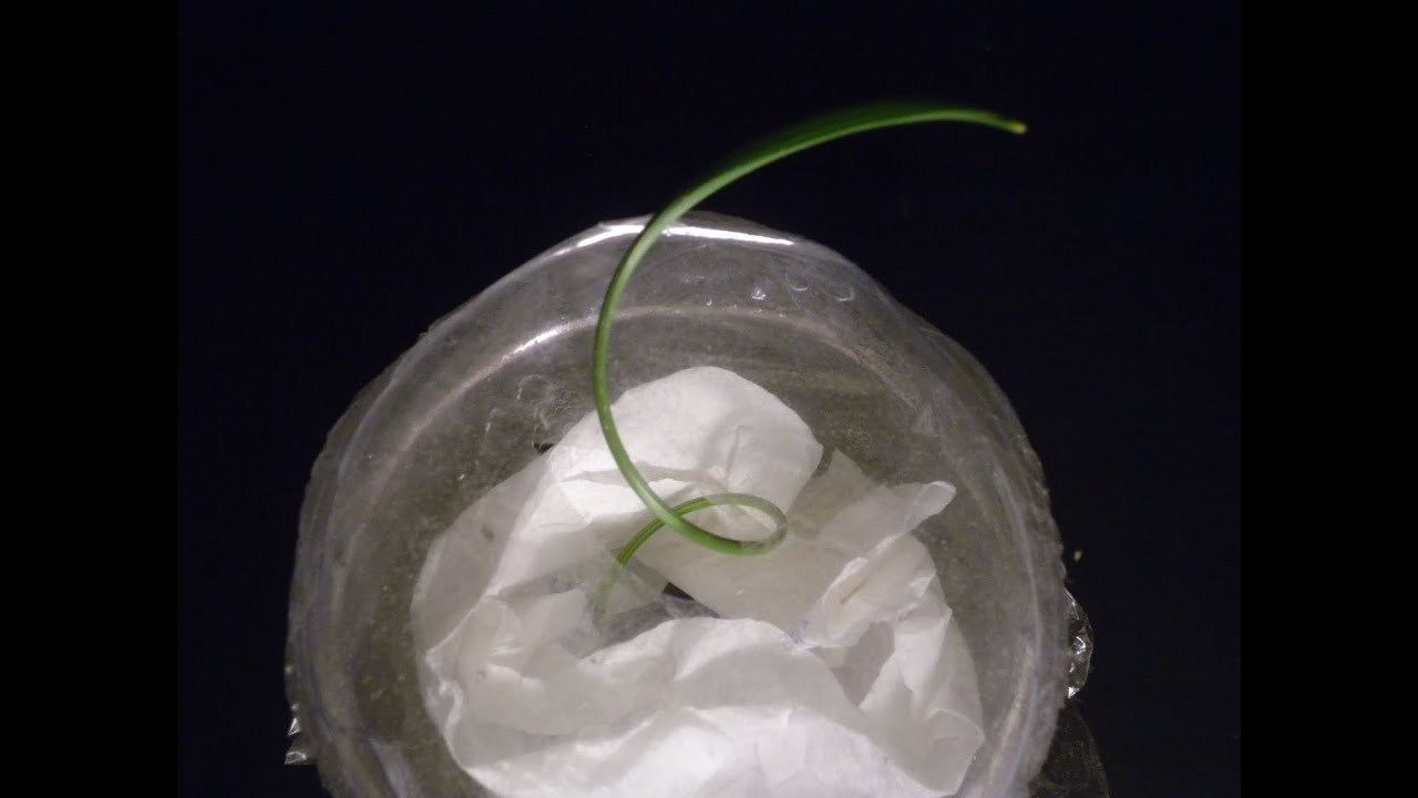 Comment faire germer des noyaux de dattes : 5ème partie