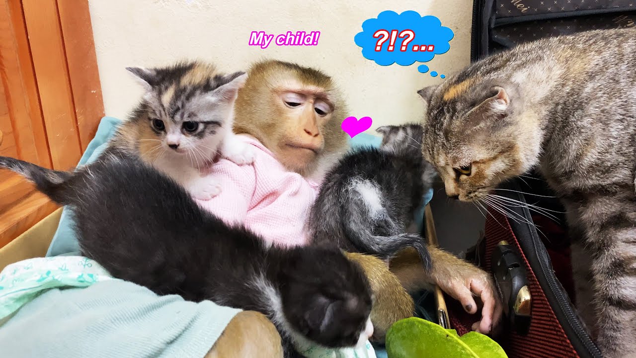 Monkey Lyly is fascinated by the kittens and doesn't want to go home to her mother.