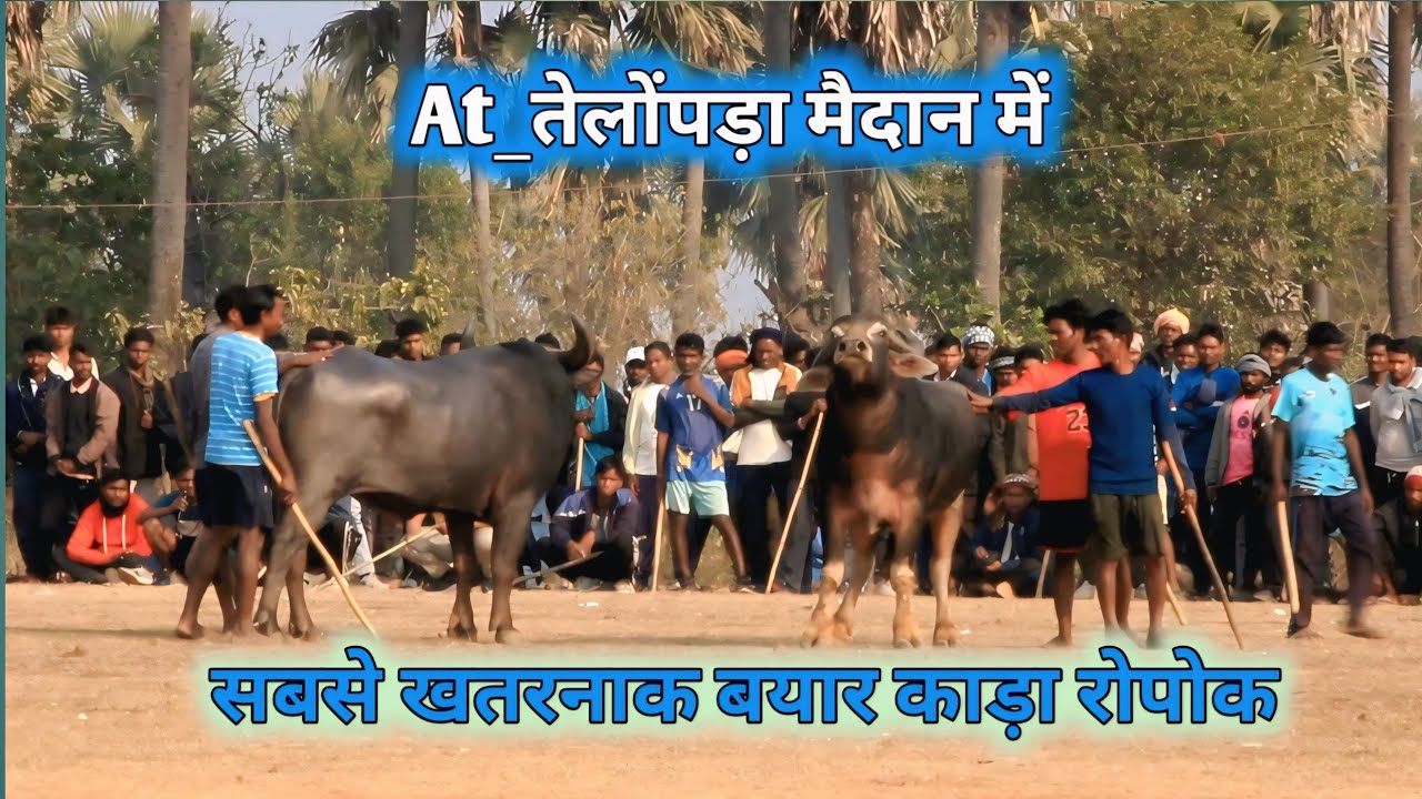 At_तेलोंपड़ा मैदान में//खतरनाक बयार काड़ा रोपोक 