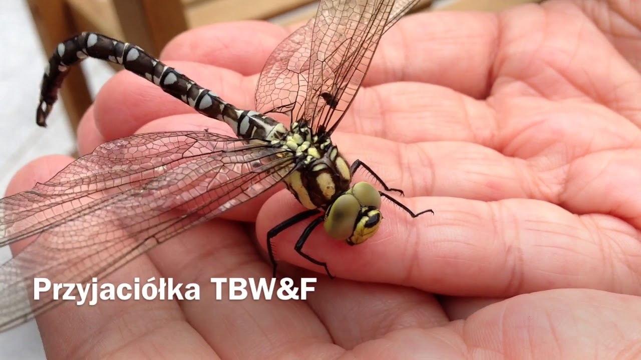 #Ważka #Pałac #Sulisław #Dragonfly from the park of the Sulisław #Palace 2013