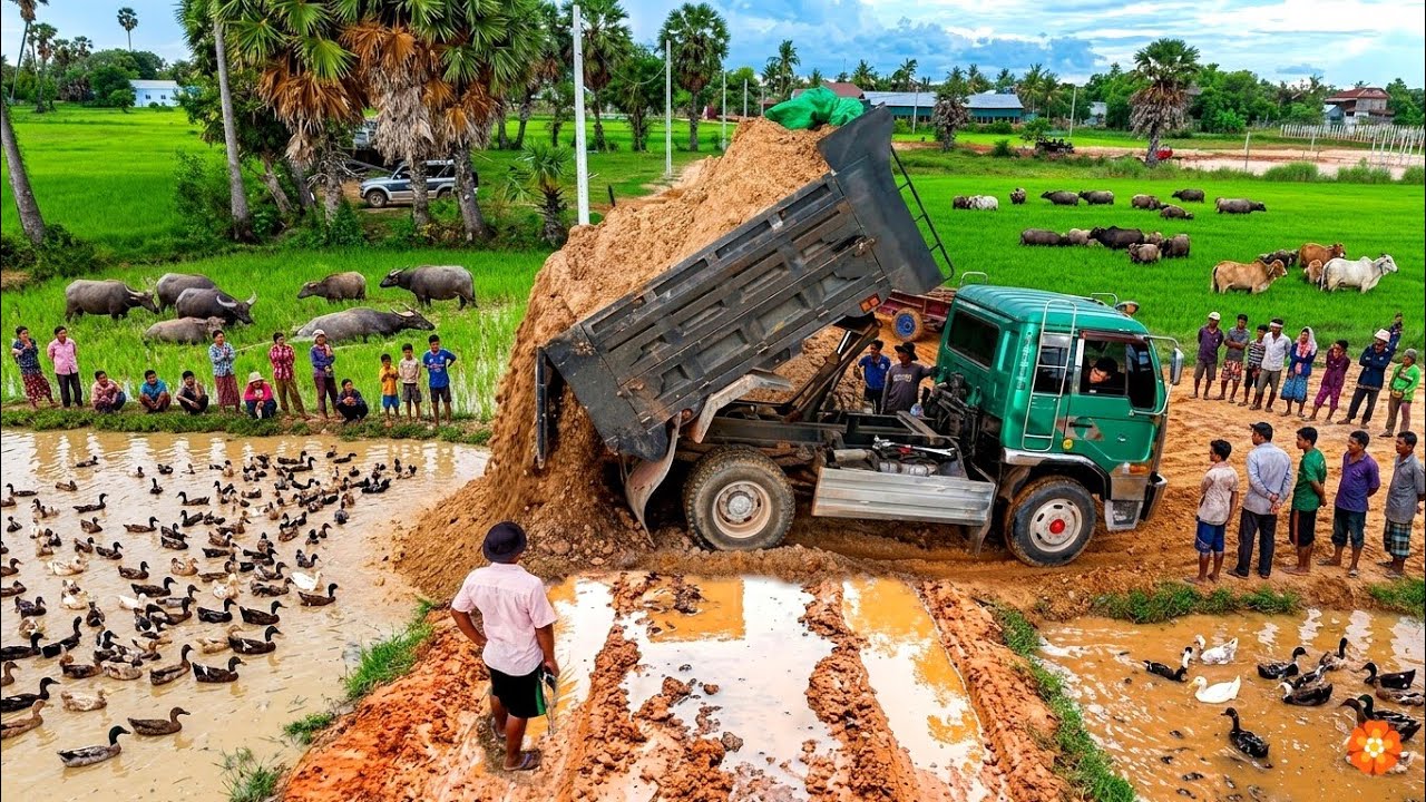 First Dump Truck Starts Unloading Soil In New Project! Using Dump Truck Unloading & Mini Bulldozer