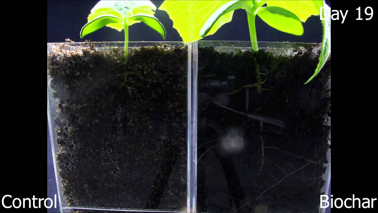 Cool Terra Biochar Root Growth Timelapse