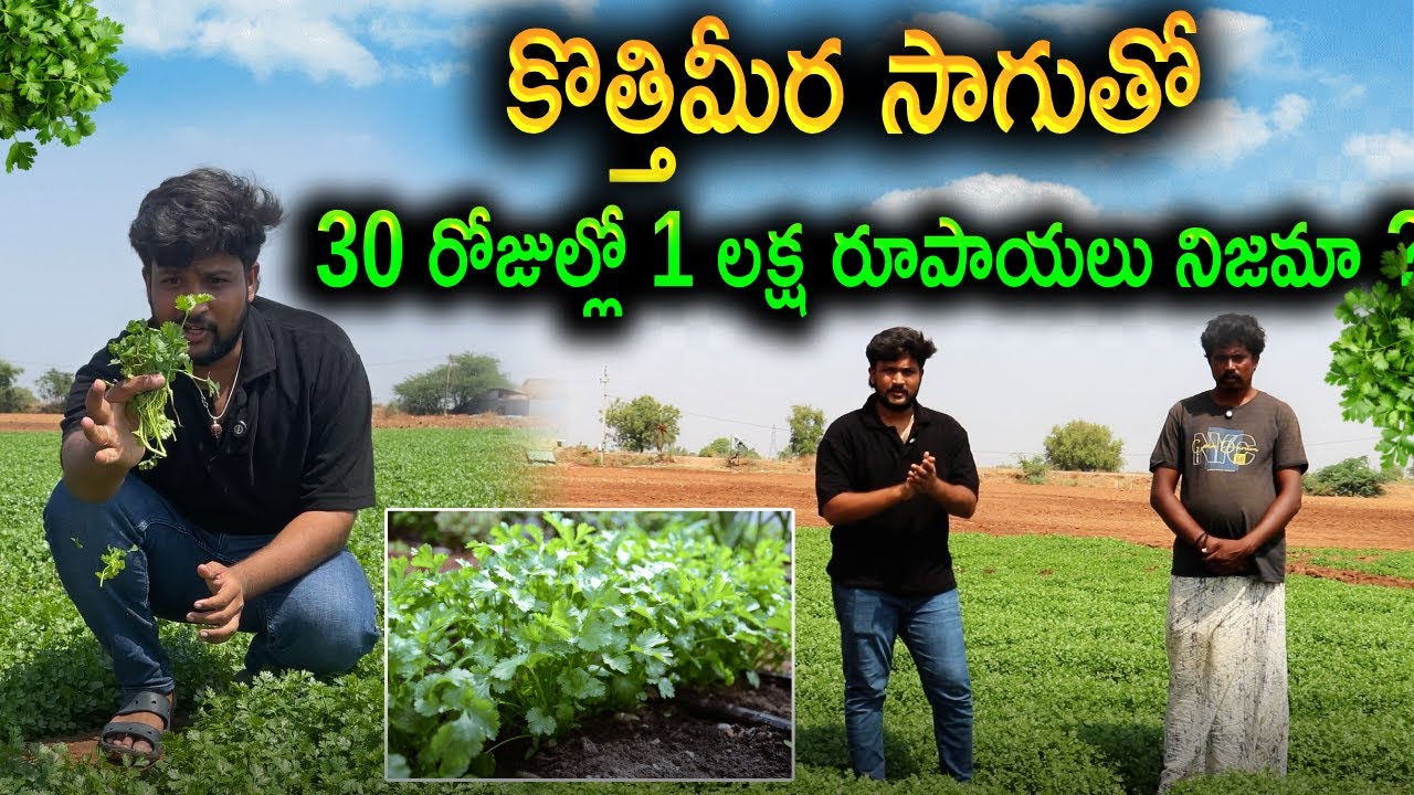 కొత్తిమీర సాగులో నిజంగా లాభాలున్నాయా? Mari Enduku Ee Farmer ki Nastam Vachindi?