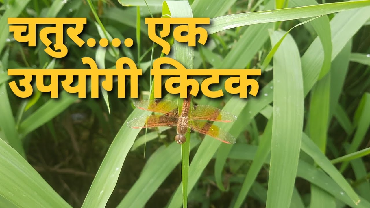 चतुर.... एक उपयोगी किटक / Dragon fly.....a useful insect  @nisargekved