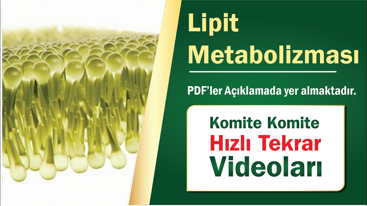 Komite Komite Hızlı Tekrar I Lipit Metabolizmasi