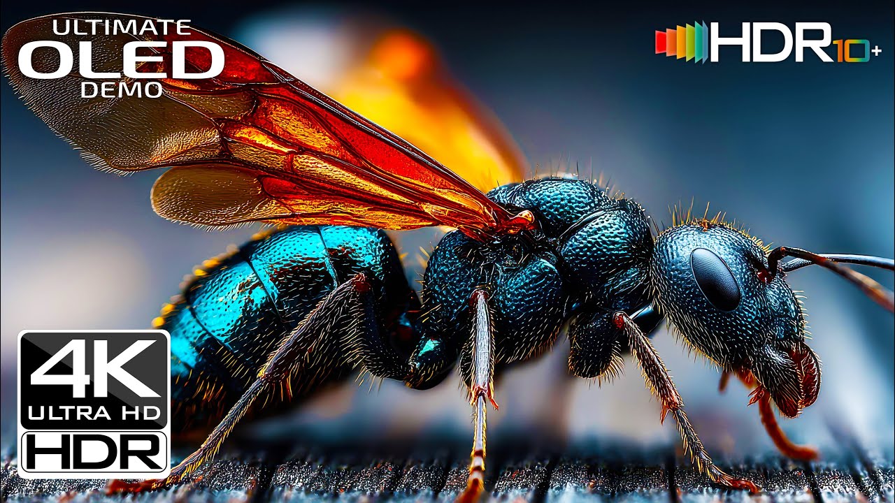Breathtaking 4K Ultra HD | Full HDR Test OLED Demo for Your Premium TV