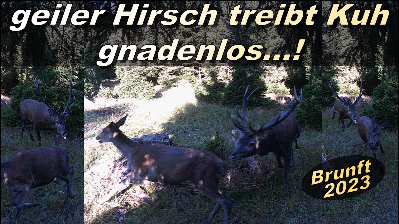 geiler Hirsch treibt Hirschkuh gnadenlos - starker 10er voller Testosteron wird penetrant ;-)