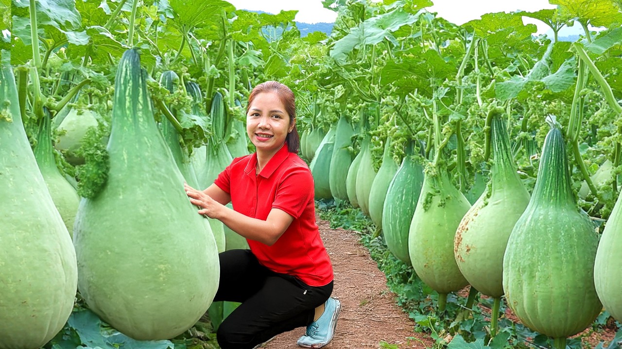 Harvesting 1000+ Giant Pumpkin Goes To Market Sell,Cook Pumpkin Meat Porridge Recipe | Ella New Life