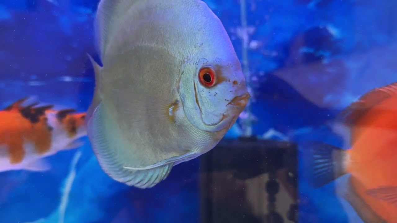 I love fish #fish 🤍