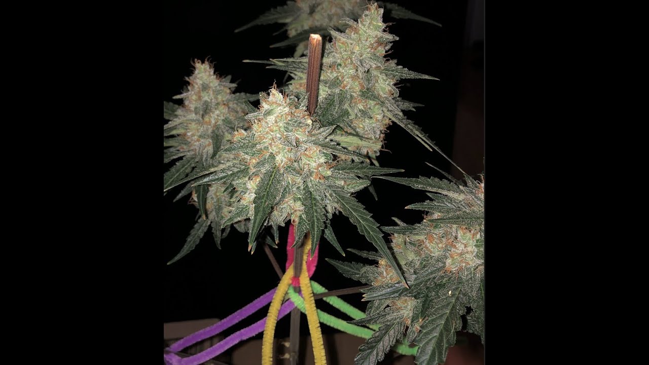 ILGM  - Wedding Cake Autoflower - 1 Gallon - Day 78