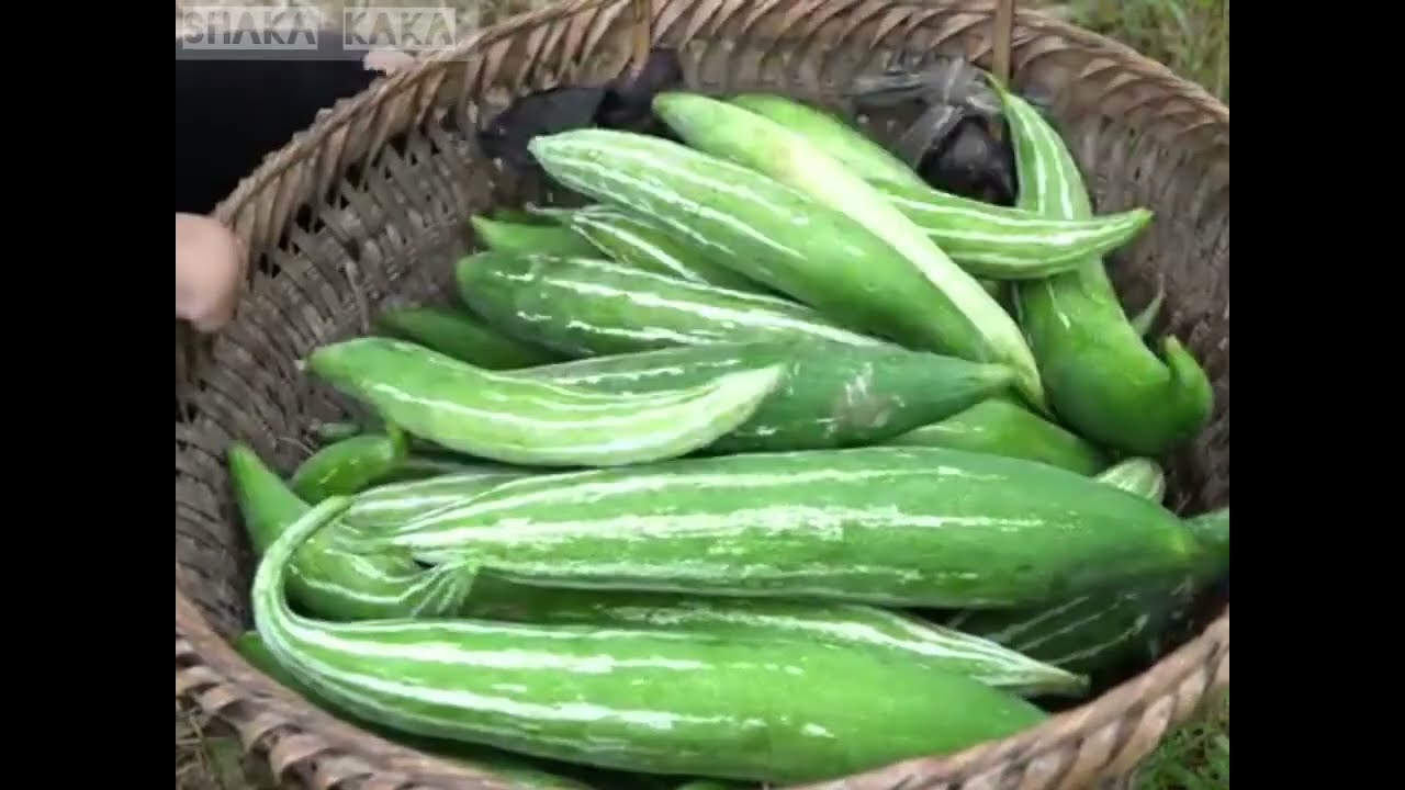 Single Mother’s Daily Struggle 💔 Harvesting Lac to Sell, Cutting Her Son’s Hair & Cooking Porridge