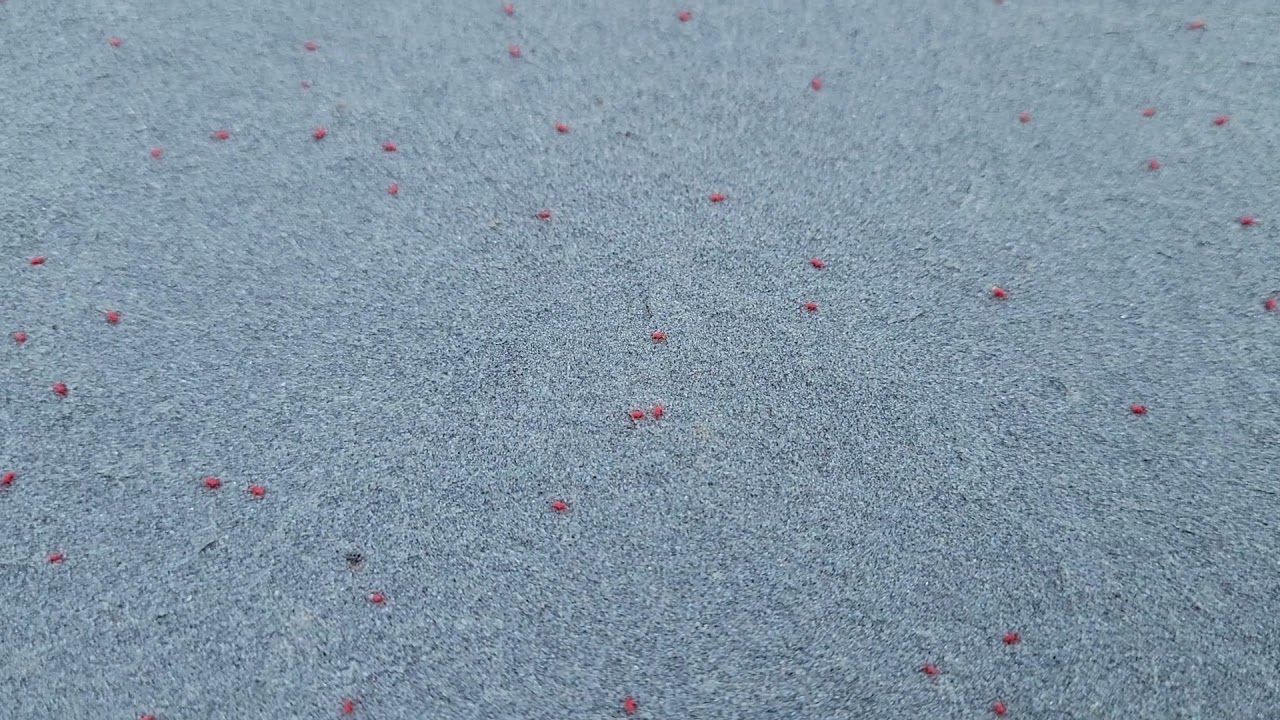 Clover Mites All Over the Back Patio