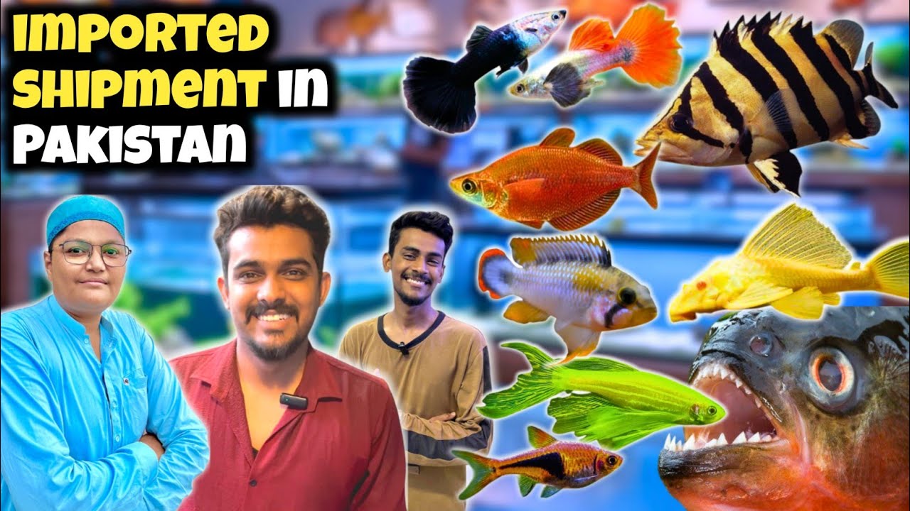 New Exotic Fish Shipment 🐟 Pakistan Aquarium Market Tour aquatic house lalukhet Karachi 