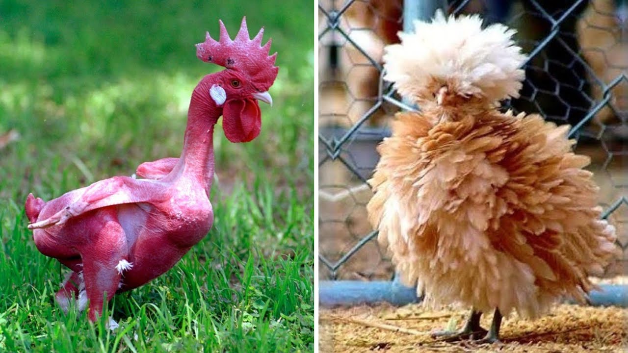 20 RAZZE DI GALLINE ESOTICHE CHE TI SORPRENDERANNO!