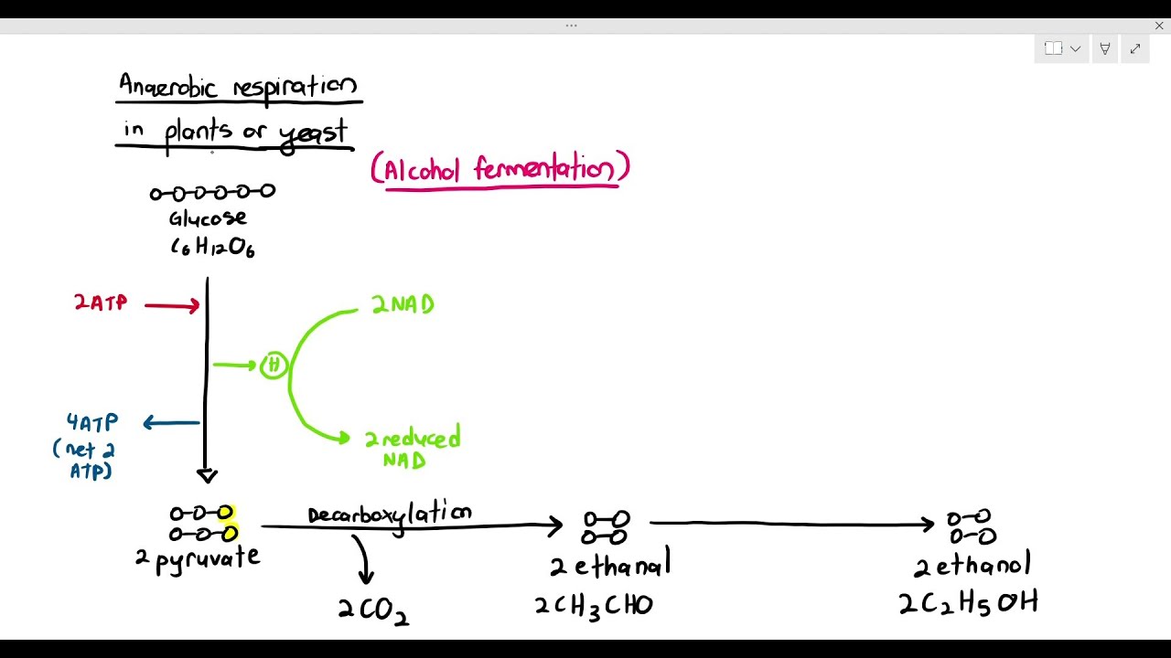 12-11 Anaerobic Respiration (Cambridge AS A Level Biology, 9700)