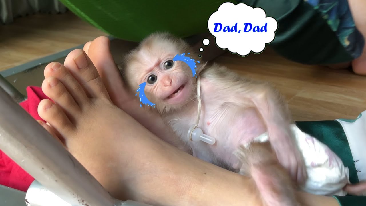 Baby monkey PiPi cried because he couldn't find his father