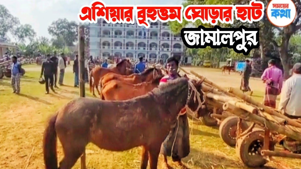 বৃহত্তর তুলসীপুর ঘোড়ার হাট|| জামালপুর 🍁ঘোড়ার শক্তি কিভাবে পরীক্ষা করে Tulsipur horse hat