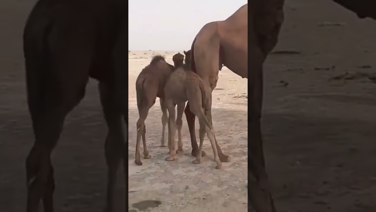 Beautiful Camels in Cholistan | Life in Desert | #shorts #viral #ytshorts #desert #cholistan #camels