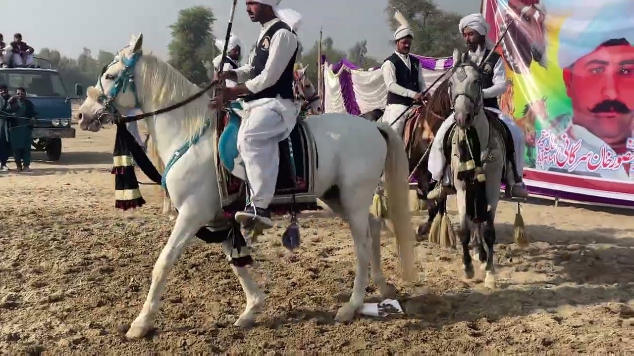 Horse tent pegging