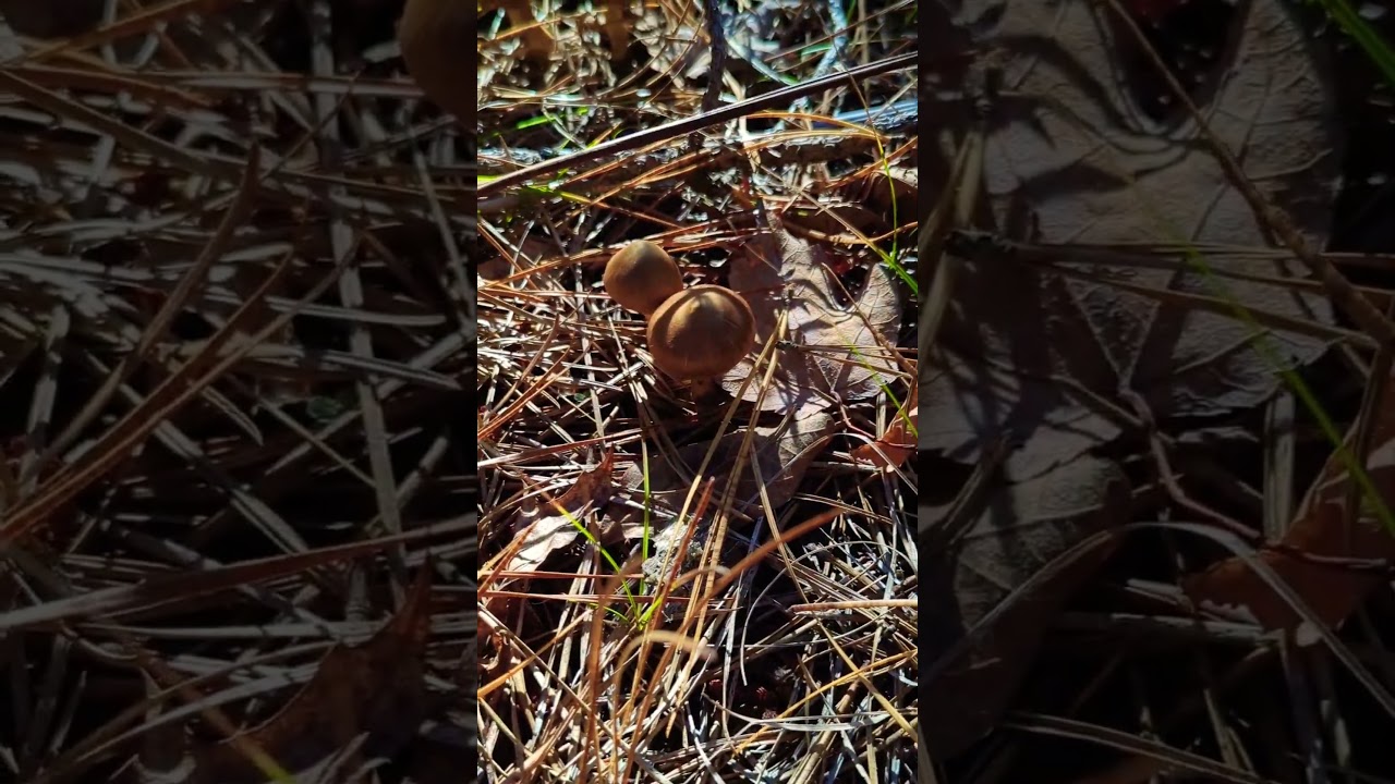 The Cinnamon Webcap ☠️ Toxic Beautiful Species