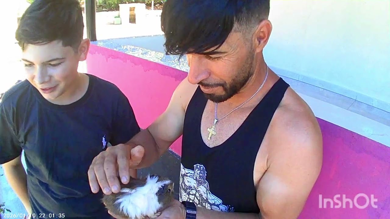Mostrando os bichinhos que minha filha ganhou #porquinho da índia 😍🤗