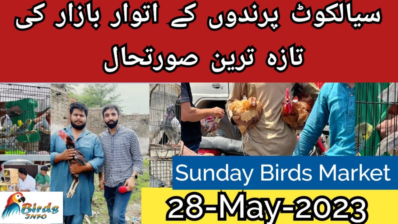 Sialkot sunday birds market latest price update 2023 ​⁠@birdsinfo1995