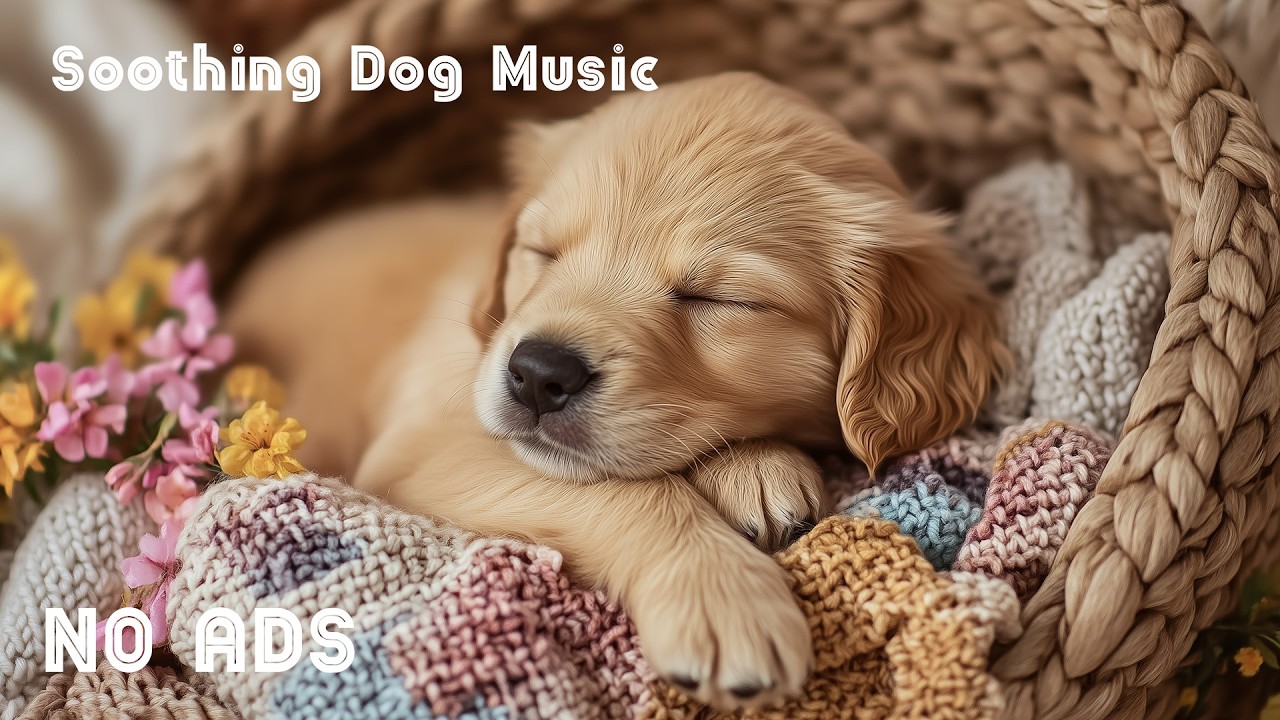 12 часов успокаивающей музыки для собак 🐶🌸 Снятие стресса и спокойный отдых 💕 Релаксация для собак 🎶
