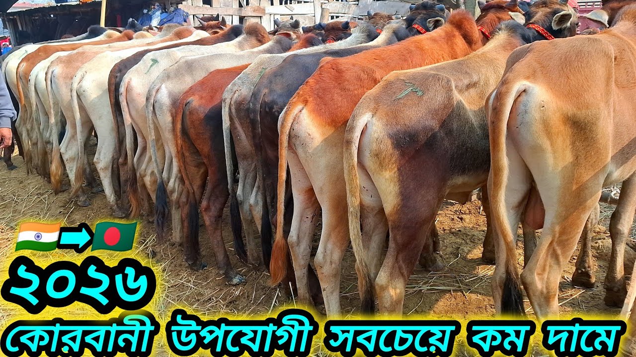 ২২/০১/২৬/ সবচেয়ে কম দামে ২০২৬ কোরবানি উপযোগী  ২দাঁত ৪ দাঁতের বর্ডার ক্রস ষাঁড় গরু ভরপুর আমদানি 