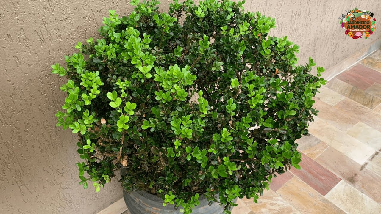 Tudo para saber plantar buxinho em vaso na sua casa e jardim