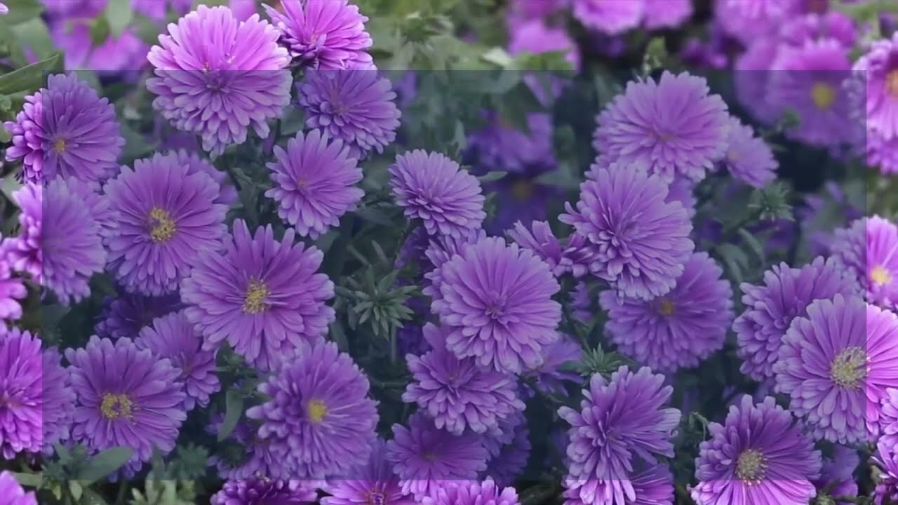 Purple flowers names and pictures