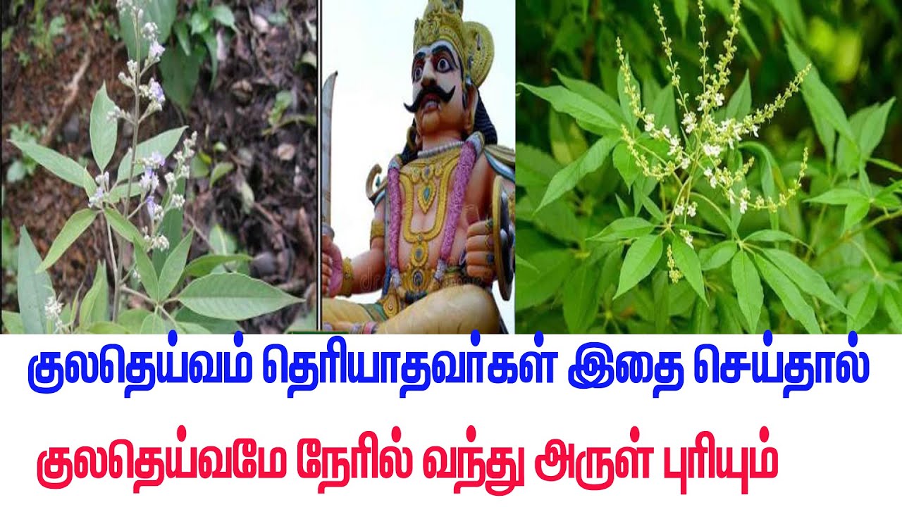 குலத்தை காக்கும் குலதெய்வம் தெரியாதவர்கள் என்ன செய்ய வேண்டும் தெரியுமா?