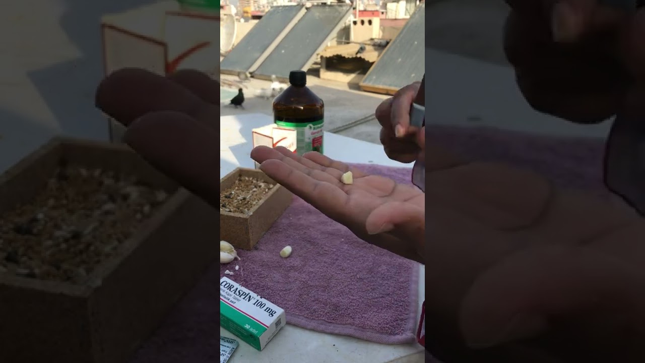 Güvercinlerde Sallabaş v Boyun Dönmesi Tedavisi.