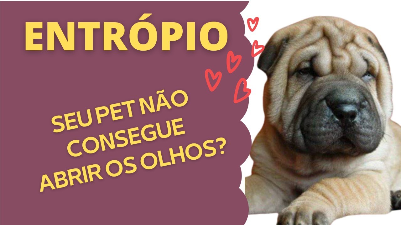 Entrópio em cães e gatos! Seu pet não abre os olhos? Te explico tudo!