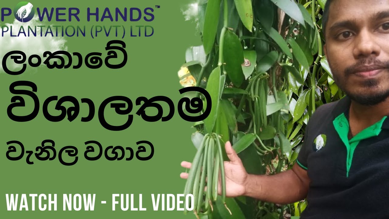 ලංකාවේ විශාලතම වැනිල වගාව..Sri Lanka's Largest Vanilla Plantation -Power Hands plantation
